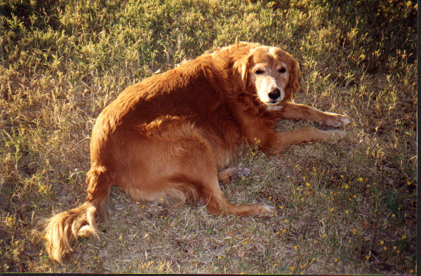 Taffy Dog